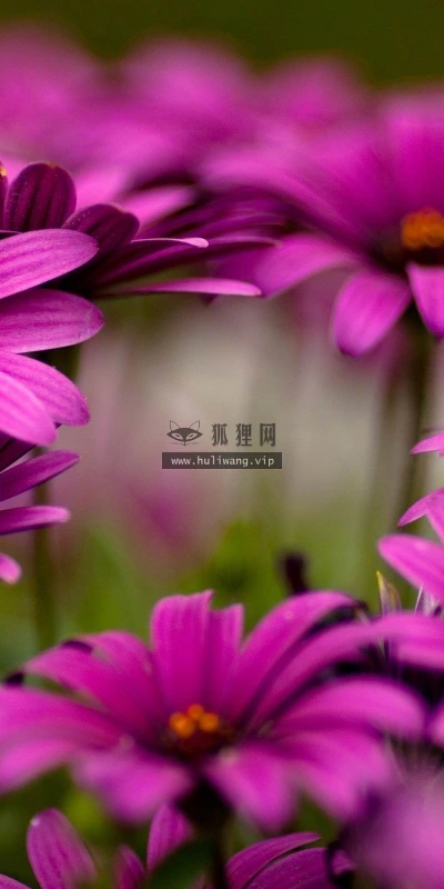 【13417】植物壁纸  2K 高清壁纸2560_1600@青蛙壁纸-笨猫小站