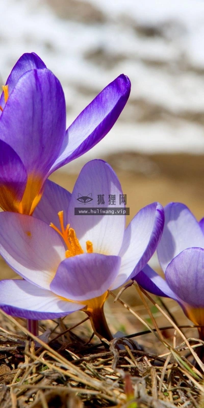 【13418】植物壁纸  2K 高清壁纸2560_1600@青蛙壁纸-笨猫小站