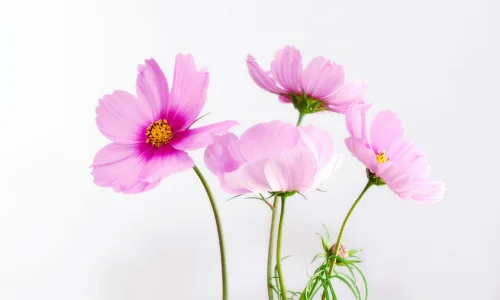 【13420】植物壁纸  2K 高清壁纸2560_1600@青蛙壁纸-笨猫小站