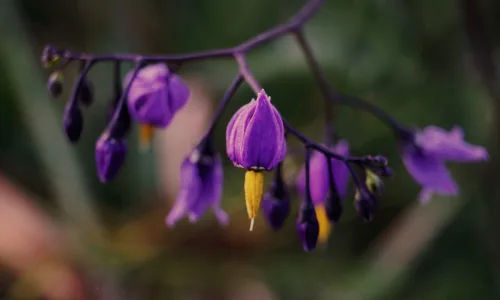 【13421】植物壁纸  2K 高清壁纸2560_1600@青蛙壁纸-笨猫小站