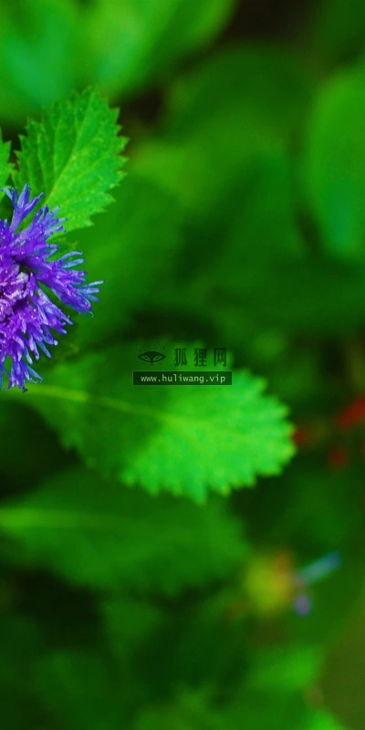 【13426】植物壁纸  2K 高清壁纸2560_1600@青蛙壁纸-笨猫小站