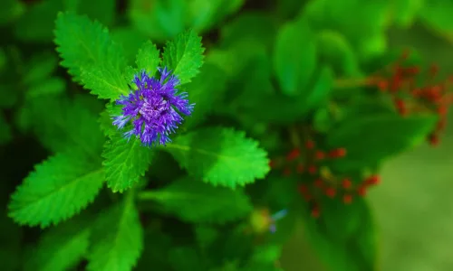 【13426】植物壁纸  2K 高清壁纸2560_1600@青蛙壁纸-笨猫小站