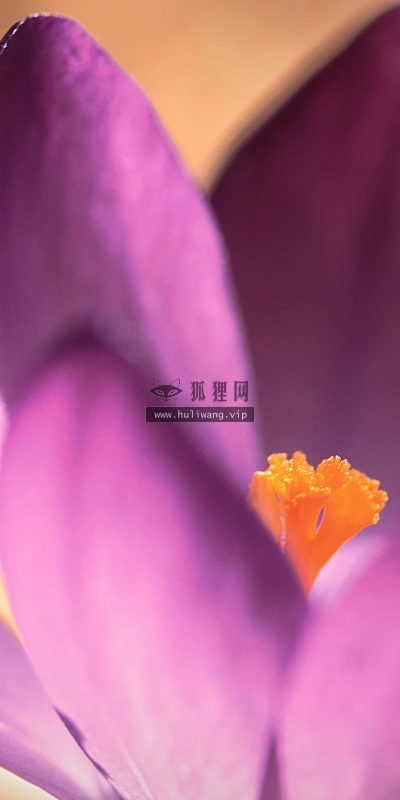 【13429】植物壁纸  2K 高清壁纸2560_1600@青蛙壁纸-笨猫小站