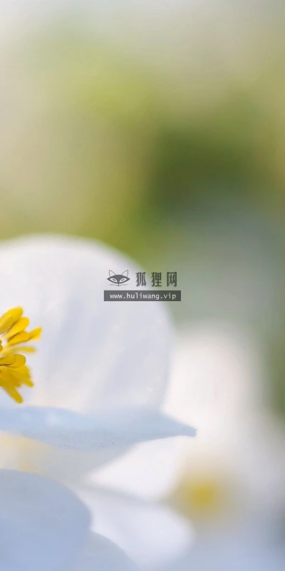 【13433】植物壁纸  2K 高清壁纸2560_1600@青蛙壁纸-笨猫小站