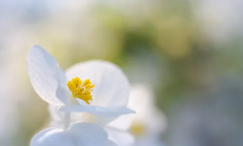 【13433】植物壁纸  2K 高清壁纸2560_1600@青蛙壁纸-笨猫小站