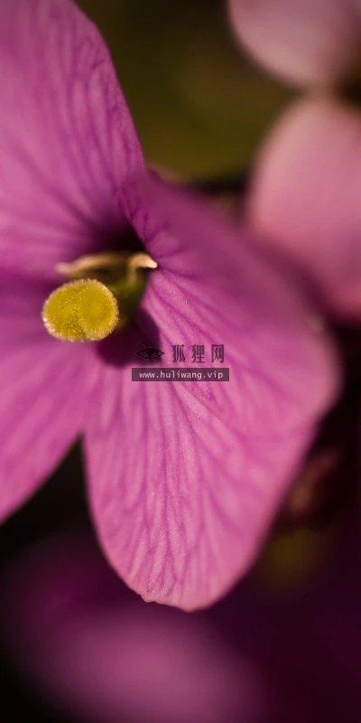 【13436】植物壁纸  2K 高清壁纸2560_1600@青蛙壁纸-笨猫小站