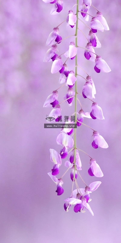 【13437】植物壁纸  2K 高清壁纸2560_1600@青蛙壁纸-笨猫小站