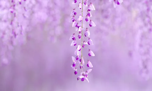 【13437】植物壁纸  2K 高清壁纸2560_1600@青蛙壁纸-笨猫小站