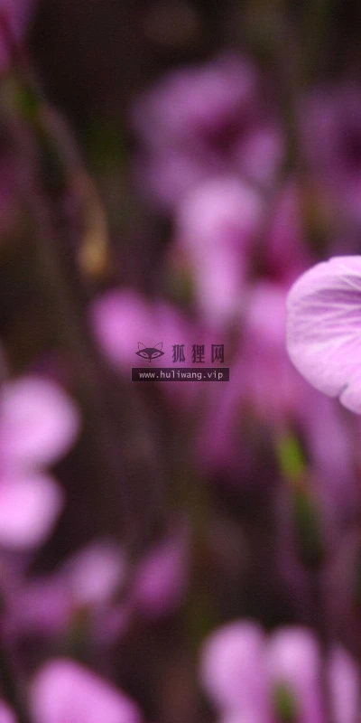 【13438】植物壁纸  2K 高清壁纸2560_1600@青蛙壁纸-笨猫小站