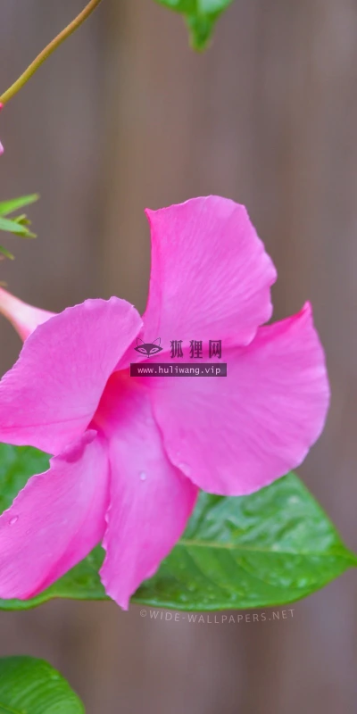 【13439】植物壁纸  2K 高清壁纸2560_1600@青蛙壁纸-笨猫小站