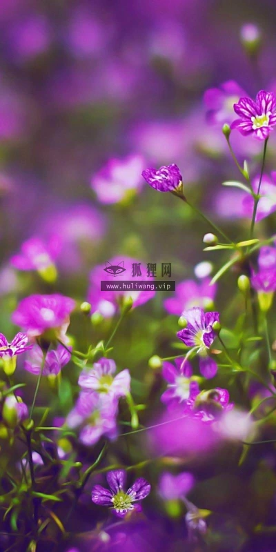 【13441】植物壁纸  2K 高清壁纸2560_1600@青蛙壁纸-笨猫小站
