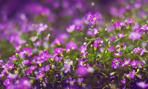 【13441】植物壁纸  2K 高清壁纸2560_1600@青蛙壁纸-笨猫小站