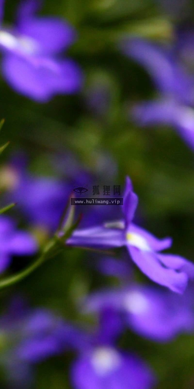【13443】植物壁纸  2K 高清壁纸2560_1600@青蛙壁纸-笨猫小站