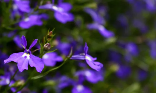 【13443】植物壁纸  2K 高清壁纸2560_1600@青蛙壁纸-笨猫小站