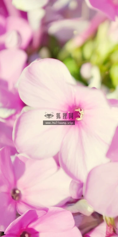 【13444】植物壁纸  2K 高清壁纸2560_1600@青蛙壁纸-笨猫小站