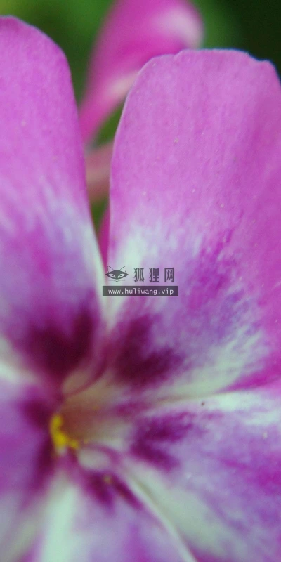 【13445】植物壁纸  2K 高清壁纸2560_1600@青蛙壁纸-笨猫小站