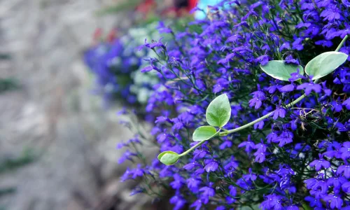 【13447】植物壁纸  2K 高清壁纸2560_1600@青蛙壁纸-笨猫小站