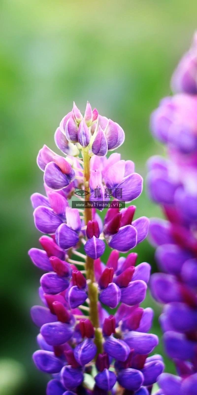【13448】植物壁纸  2K 高清壁纸2560_1600@青蛙壁纸-笨猫小站