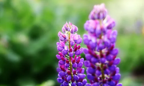 【13448】植物壁纸  2K 高清壁纸2560_1600@青蛙壁纸-笨猫小站
