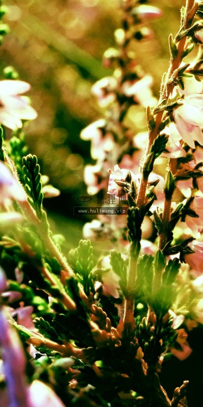 【13449】植物壁纸  2K 高清壁纸2560_1600@青蛙壁纸-笨猫小站