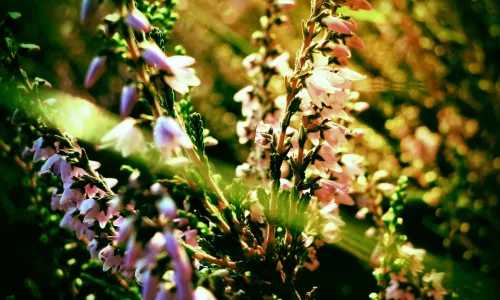 【13449】植物壁纸  2K 高清壁纸2560_1600@青蛙壁纸-笨猫小站