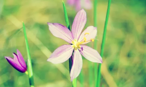 【13450】植物壁纸  2K 高清壁纸2560_1600@青蛙壁纸-笨猫小站