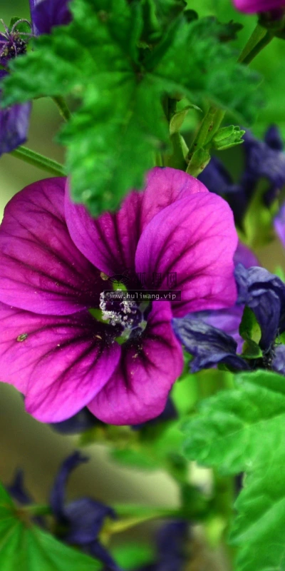【13451】植物壁纸  2K 高清壁纸2560_1600@青蛙壁纸-笨猫小站