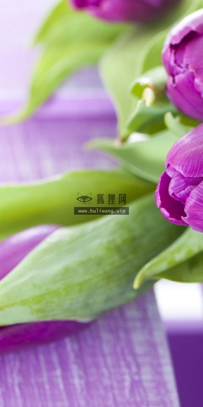 【13452】植物壁纸  2K 高清壁纸2560_1600@青蛙壁纸-笨猫小站