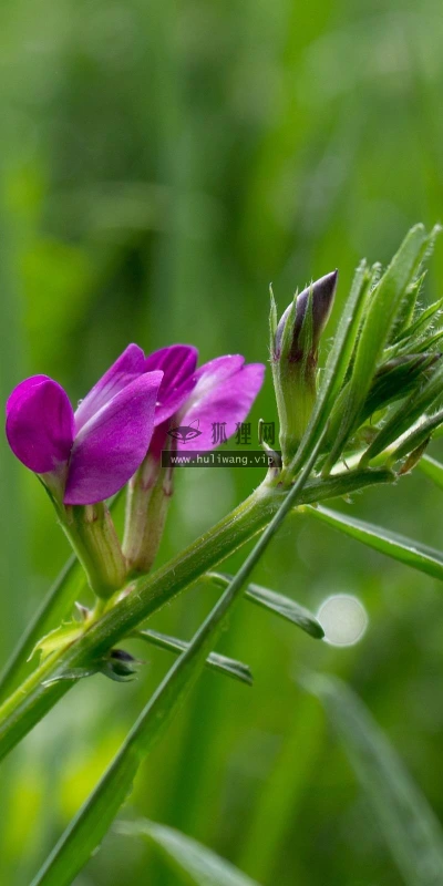 【13453】植物壁纸  2K 高清壁纸2560_1600@青蛙壁纸-笨猫小站