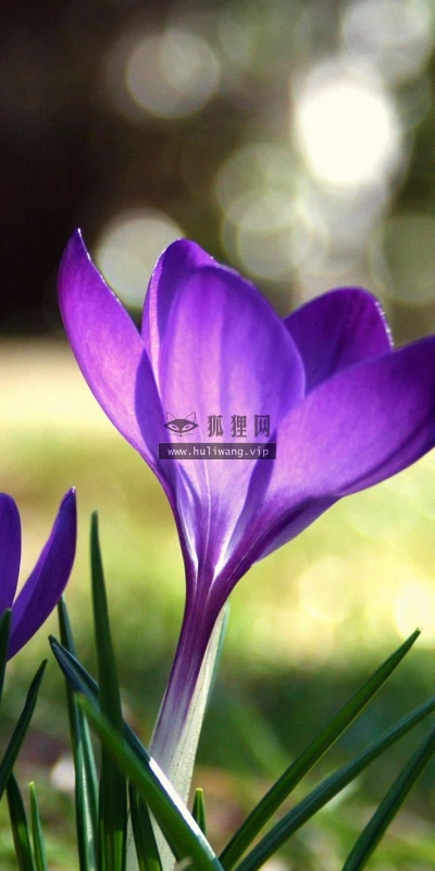 【13455】植物壁纸  2K 高清壁纸2560_1600@青蛙壁纸-笨猫小站