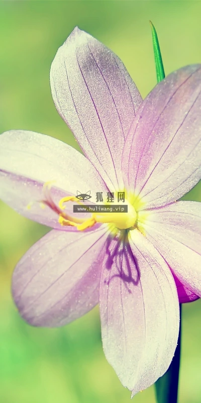 【13456】植物壁纸  2K 高清壁纸2560_1600@青蛙壁纸-笨猫小站