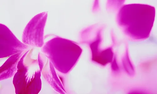 【13457】植物壁纸  2K 高清壁纸2560_1600@青蛙壁纸-笨猫小站