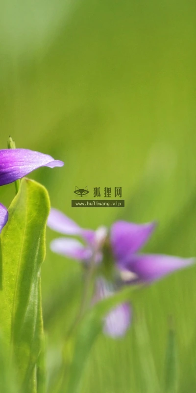 【13458】植物壁纸  2K 高清壁纸2560_1600@青蛙壁纸-笨猫小站