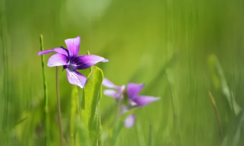 【13458】植物壁纸  2K 高清壁纸2560_1600@青蛙壁纸-笨猫小站
