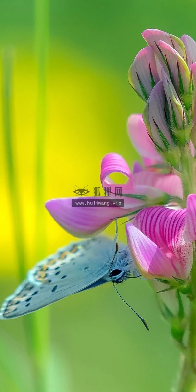 【13460】植物壁纸  2K 高清壁纸2560_1600@青蛙壁纸-笨猫小站