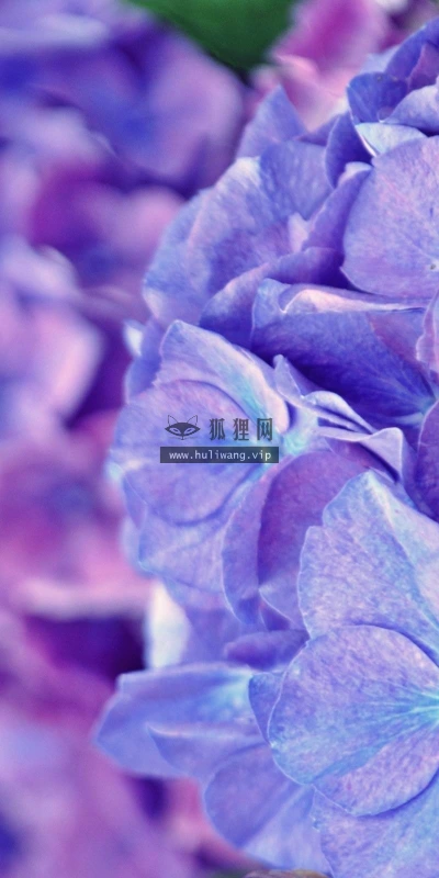 【13461】植物壁纸  2K 高清壁纸2560_1600@青蛙壁纸-笨猫小站