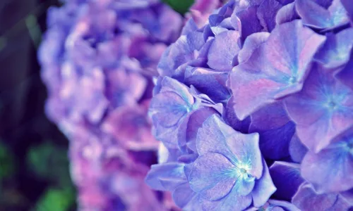 【13461】植物壁纸  2K 高清壁纸2560_1600@青蛙壁纸-笨猫小站