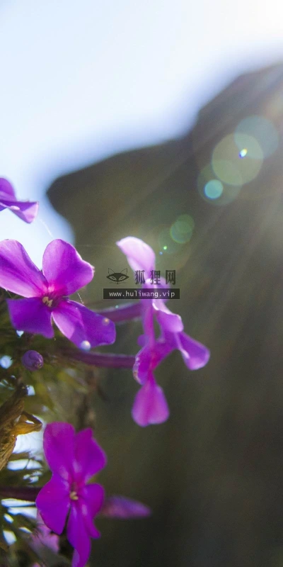 【13463】植物壁纸  2K 高清壁纸2560_1600@青蛙壁纸-笨猫小站