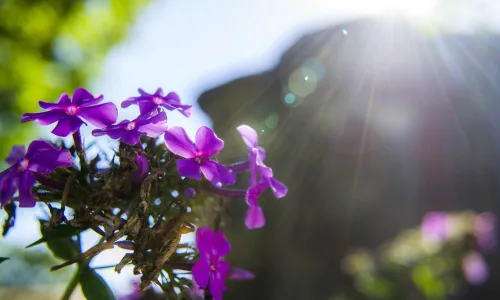 【13463】植物壁纸  2K 高清壁纸2560_1600@青蛙壁纸-笨猫小站