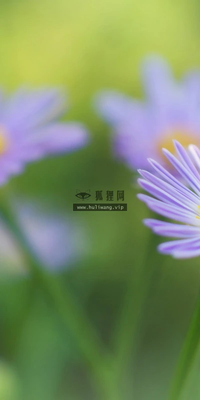 【13464】植物壁纸  2K 高清壁纸2560_1600@青蛙壁纸-笨猫小站