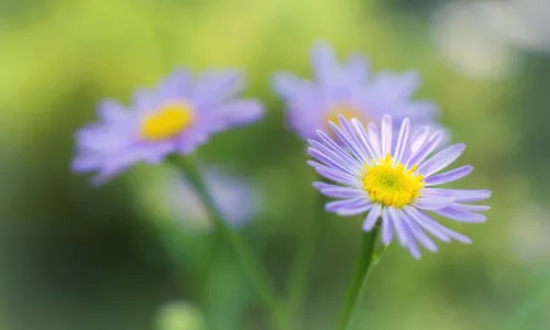 【13464】植物壁纸  2K 高清壁纸2560_1600@青蛙壁纸-笨猫小站