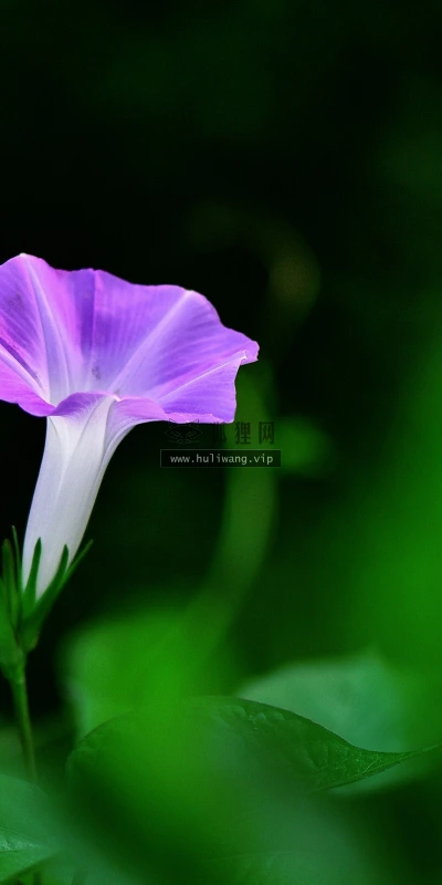 【13466】植物壁纸  2K 高清壁纸2560_1600@青蛙壁纸-笨猫小站