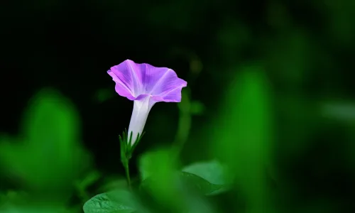 【13466】植物壁纸  2K 高清壁纸2560_1600@青蛙壁纸-笨猫小站