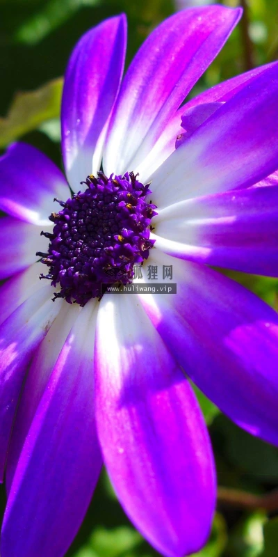 【13467】植物壁纸  2K 高清壁纸2560_1600@青蛙壁纸-笨猫小站