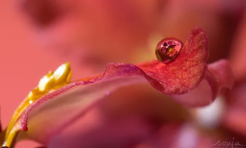 【13471】植物壁纸  2K 高清壁纸2560_1600@青蛙壁纸-笨猫小站