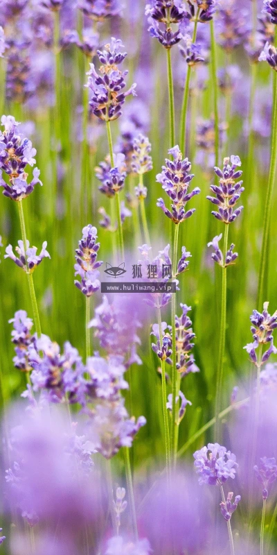 【13472】植物壁纸  2K 高清壁纸2560_1600@青蛙壁纸-笨猫小站