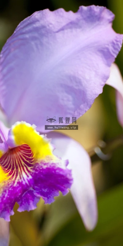 【13473】植物壁纸  2K 高清壁纸2560_1600@青蛙壁纸-笨猫小站