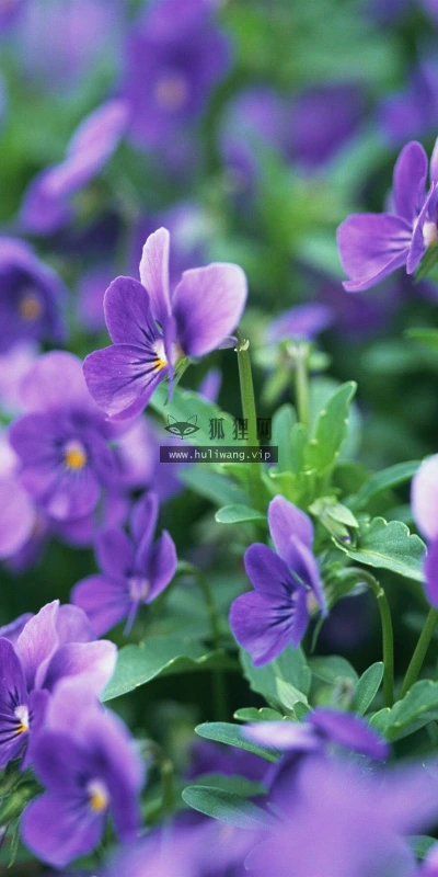 【13474】植物壁纸  2K 高清壁纸2560_1600@青蛙壁纸-笨猫小站