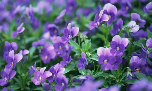 【13474】植物壁纸  2K 高清壁纸2560_1600@青蛙壁纸-笨猫小站
