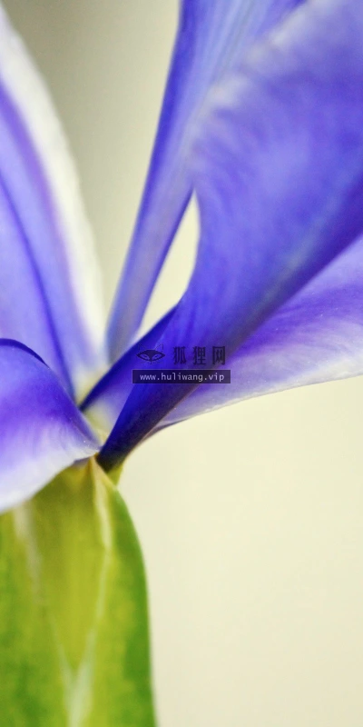 【13475】植物壁纸  2K 高清壁纸2560_1600@青蛙壁纸-笨猫小站